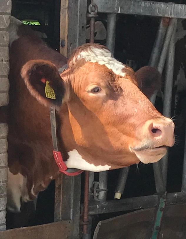 مبيت وإفطار Leimuiden Herberg Boerderij De Straat-Hof المظهر الخارجي الصورة