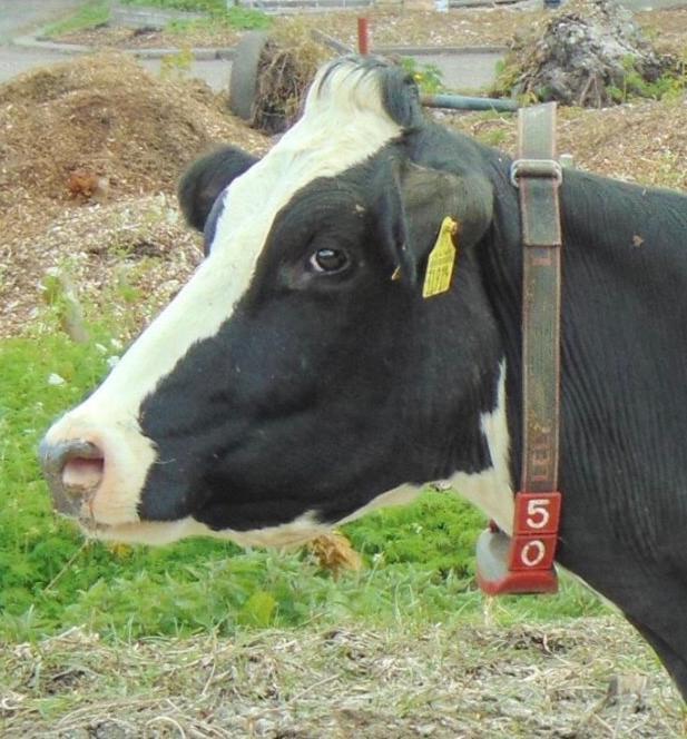 مبيت وإفطار Leimuiden Herberg Boerderij De Straat-Hof المظهر الخارجي الصورة