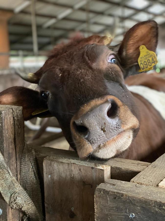 مبيت وإفطار Leimuiden Herberg Boerderij De Straat-Hof المظهر الخارجي الصورة
