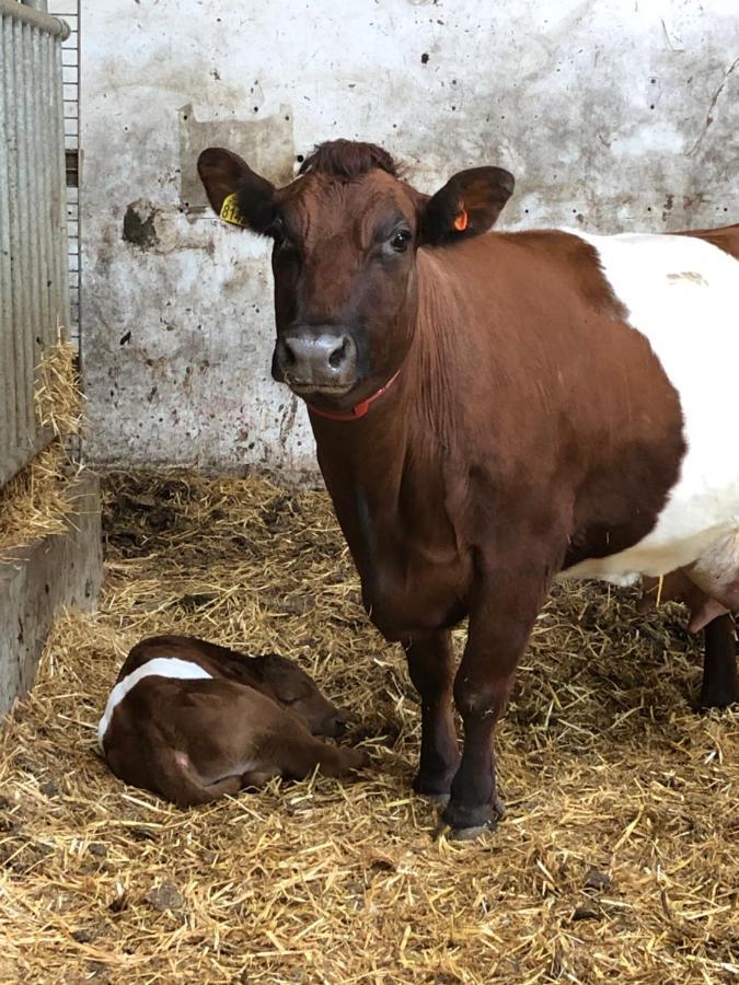 مبيت وإفطار Leimuiden Herberg Boerderij De Straat-Hof المظهر الخارجي الصورة
