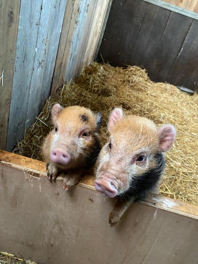 مبيت وإفطار Leimuiden Herberg Boerderij De Straat-Hof المظهر الخارجي الصورة