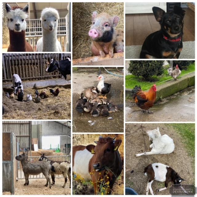مبيت وإفطار Leimuiden Herberg Boerderij De Straat-Hof المظهر الخارجي الصورة